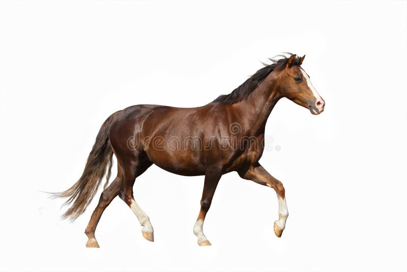 95,189 Horse White Background Stock Photos - Free & Royalty-Free Stock  Photos from Dreamstime