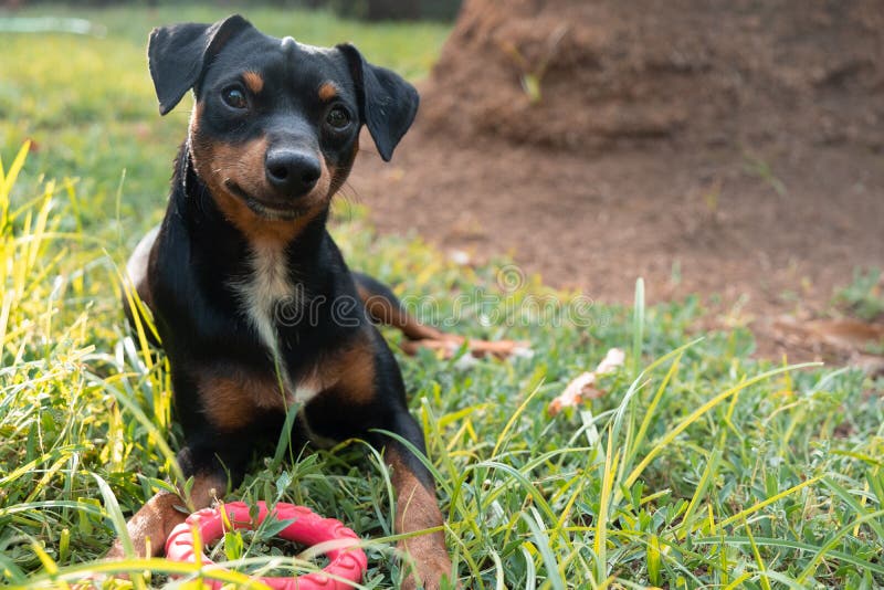 Miniature Pinscher Dog Lying on the Grass Stock Image Image of