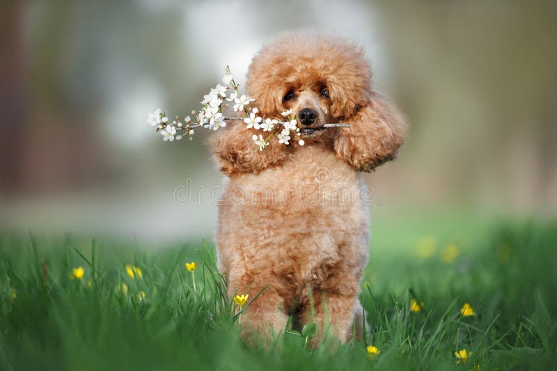 Cute miniature poodle dog holding a branch of blooming cherry stock image