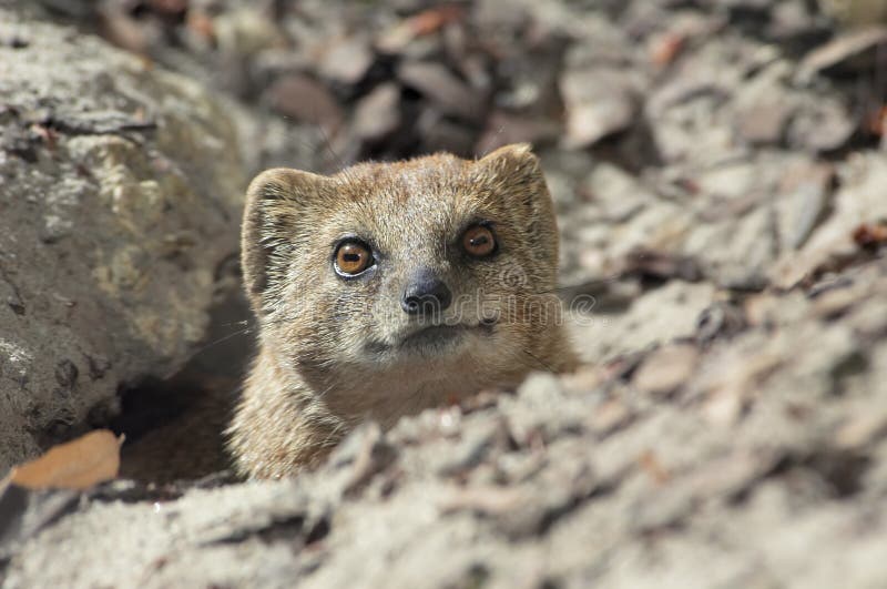 Cute mongoose