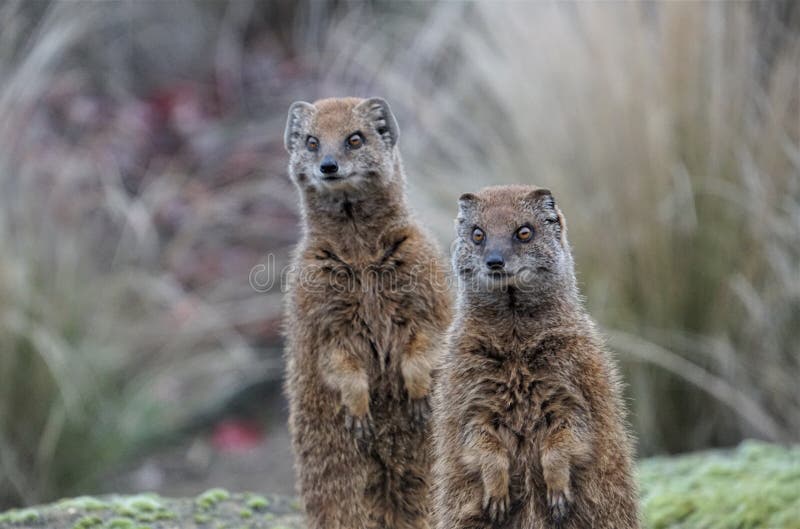 Cute Mongoose Meerkats Standing Up with Orange Eyes Stock Photo - Image of  meerkat, mongoose: 177456686