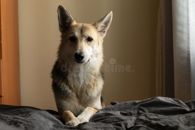 Cute Mongrel Dog Put it Head on the Bed Stock Photo Image of friend