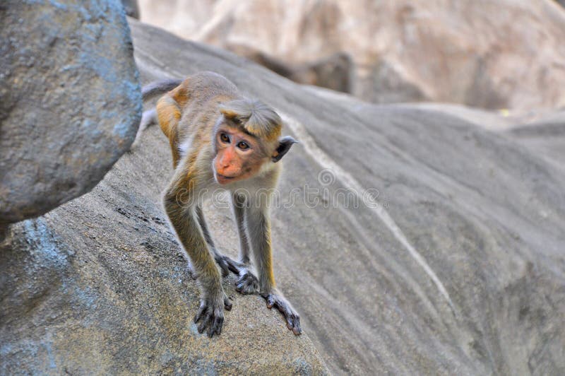 Cute Monkey, Primate Peeking, Climbing the Rock Stock Photo - Image of  domestic, face: 128046784