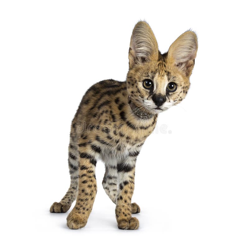 Cute 6 months young Serval cat kitten, Isolated on white background.