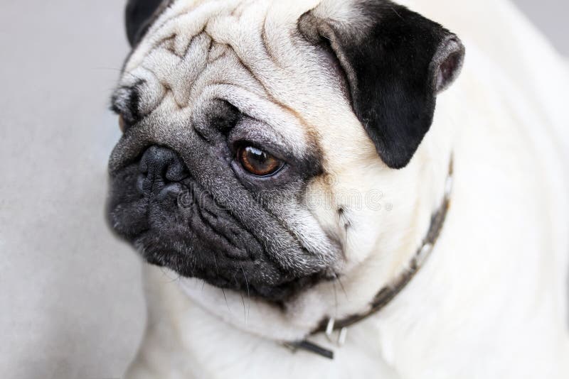 Funny closeup of mops. stock image. Image of outside 27382995