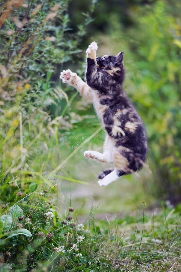 kitty jump fail
