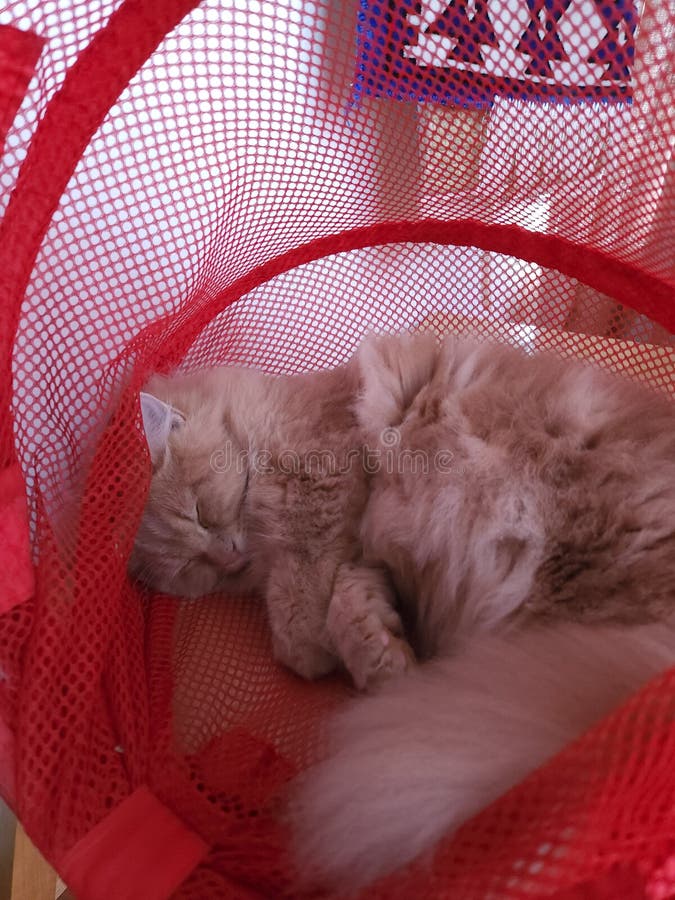 Cute Munchkin Cat is Sleeping in the Net Bag Stock Photo Image of skin, kitten 248812854