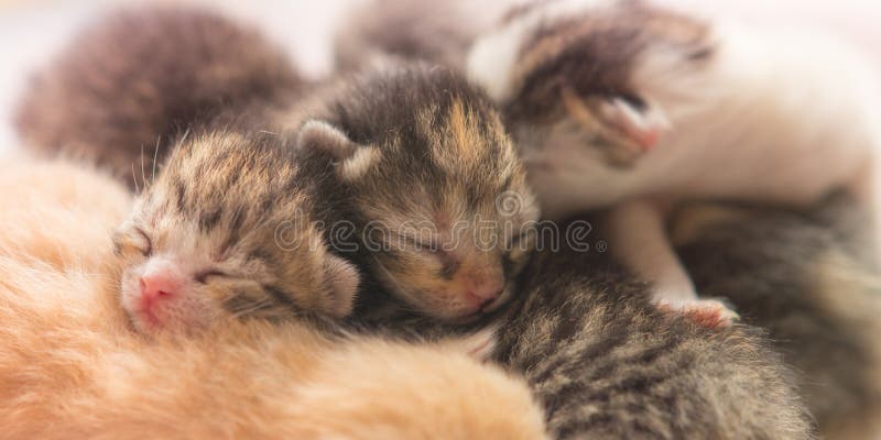Cute Newborn Kittens are Sleeping, Small Baby Animals Sleep Stock Image -  Image of baby, face: 158595653