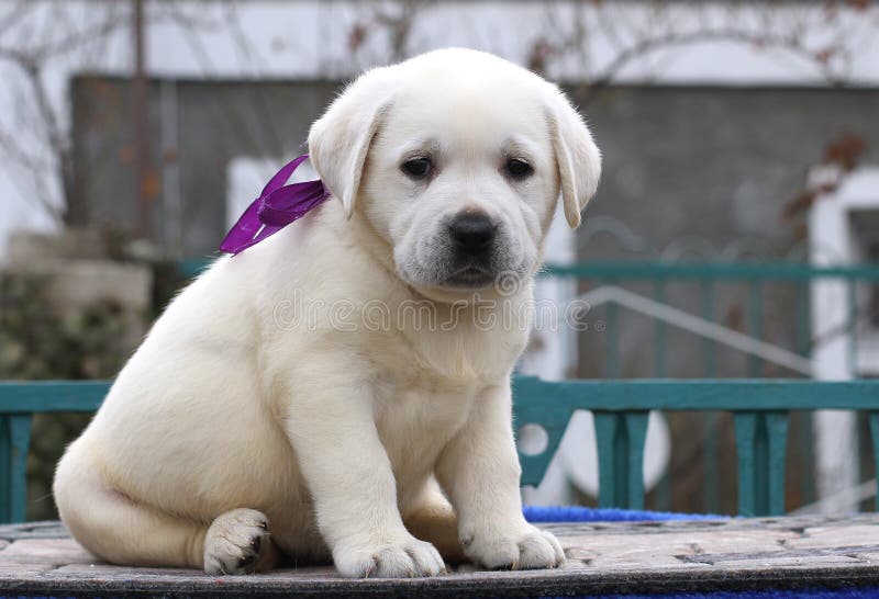 Cute nice little labrador puppy on a blue background stock photography Cute nice little labrador puppy on a blue background stock photography
