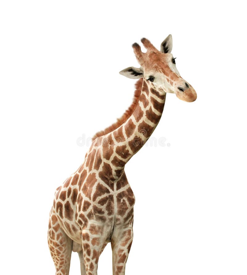 Cute Curiosity Giraffe on Sky Landscape Background. the Giraffe Looks