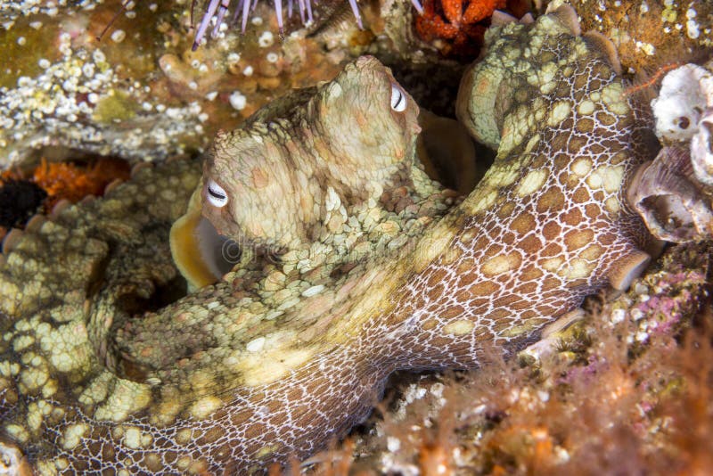 Octopus resting in crevice stock photos