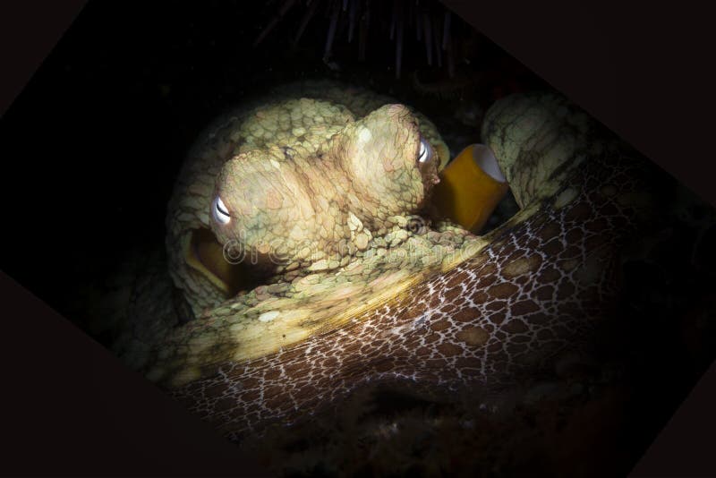 Octopus resting in crevice royalty free stock photos