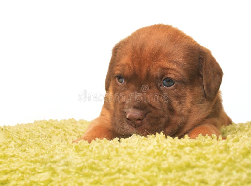 Cute one month old puppy stock photo. Image of green 39082714