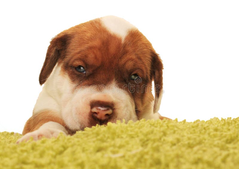 Cute one month old puppy stock photo. Image of portrait 39082716