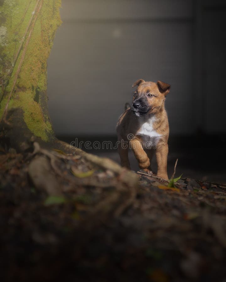 Cute Orange Dog Next To the Tree Covered in Moss. Stock Photo Image