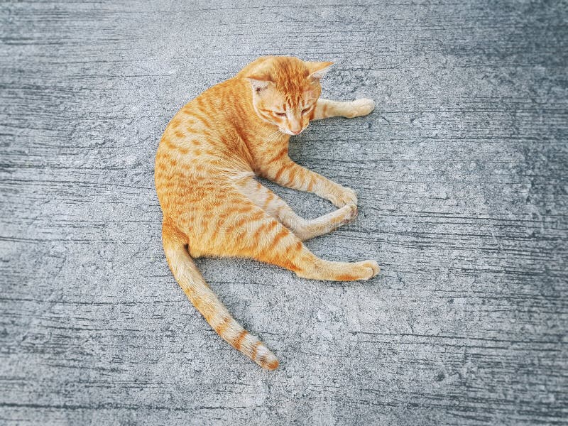 A Cute Orange Domestic Ginger Cat Lying on the Floor royalty free stock photo A Cute Orange Domestic Ginger Cat Lying on the Floor royalty free stock photo