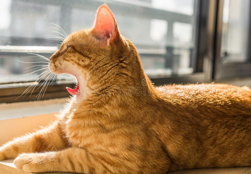 Cute Orange Ginger Tabby Cat Yawning with Sleep on a Sunny Day. Stock