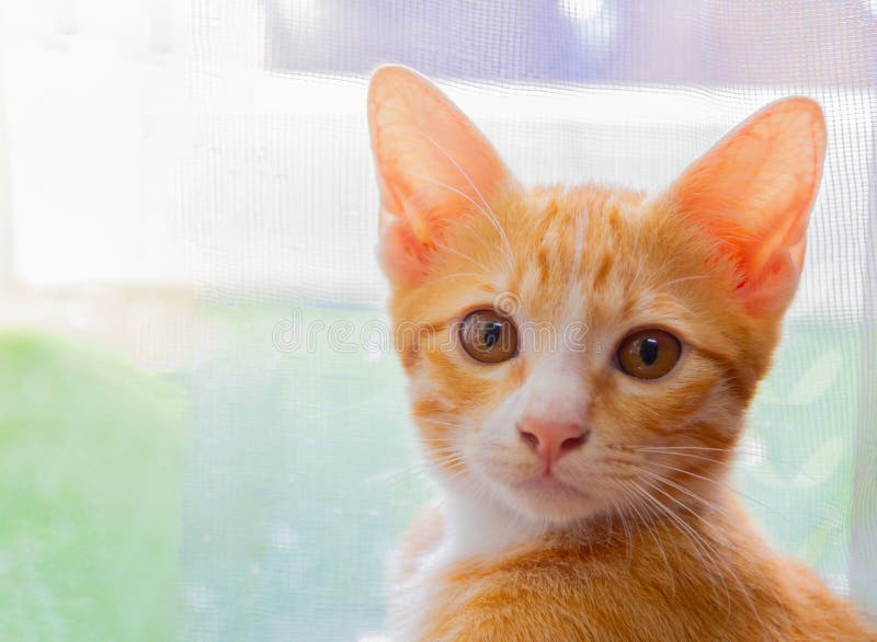 Cute Orange Kitten Looking and Blur Background Stock Photo Image of