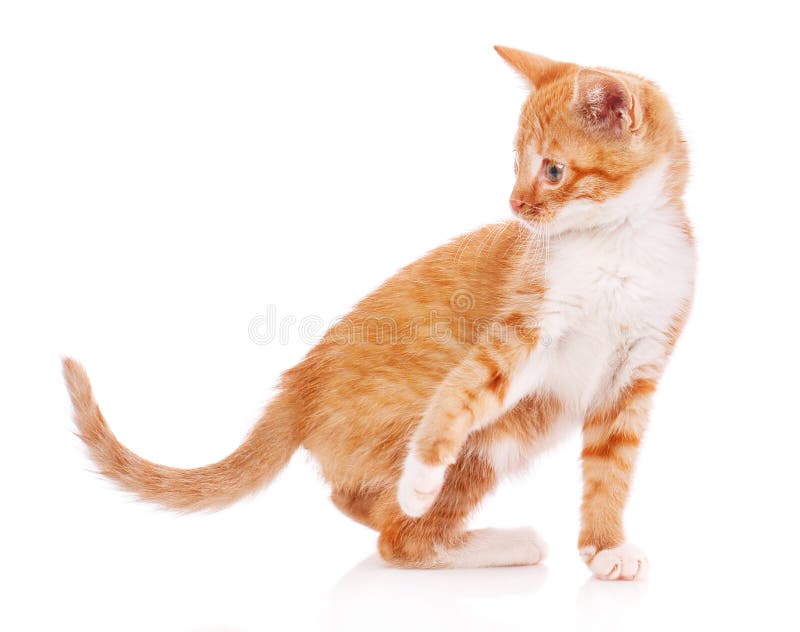 Cute Orange Kitten with White Paws Stock Image Image of young