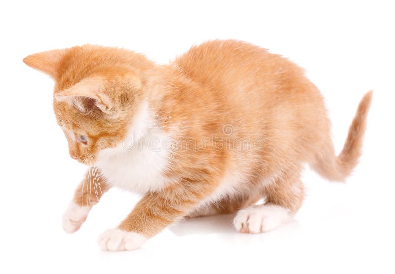 Cute Orange Kitten with White Paws Stock Image Image of young