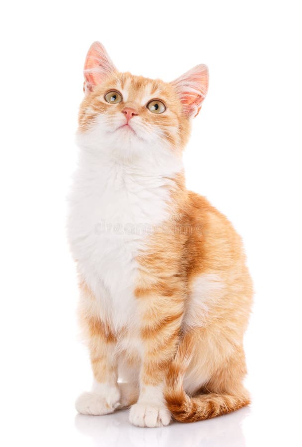 Cute Orange Kitten With White Paws Stock Photo Image of feline