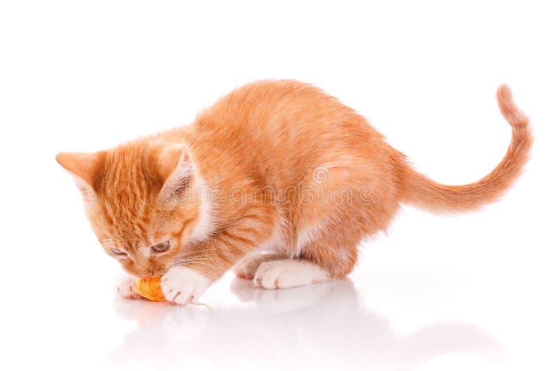 Cute Orange Kitten with White Paws Sitting Next To a Toy Stock Image