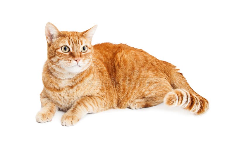  Cute  Orange Tabby Cat  Laying  Looking Side Stock Photo 