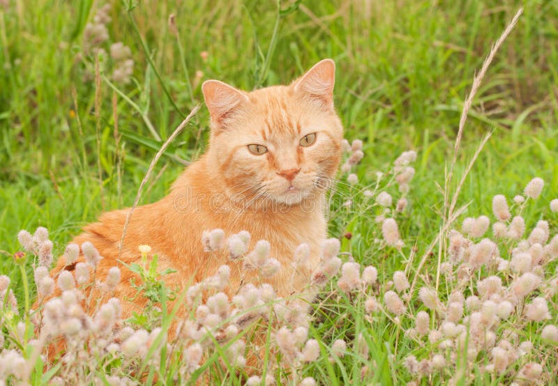 Cute ginger tabby cat sitting on a tall rock with a forest