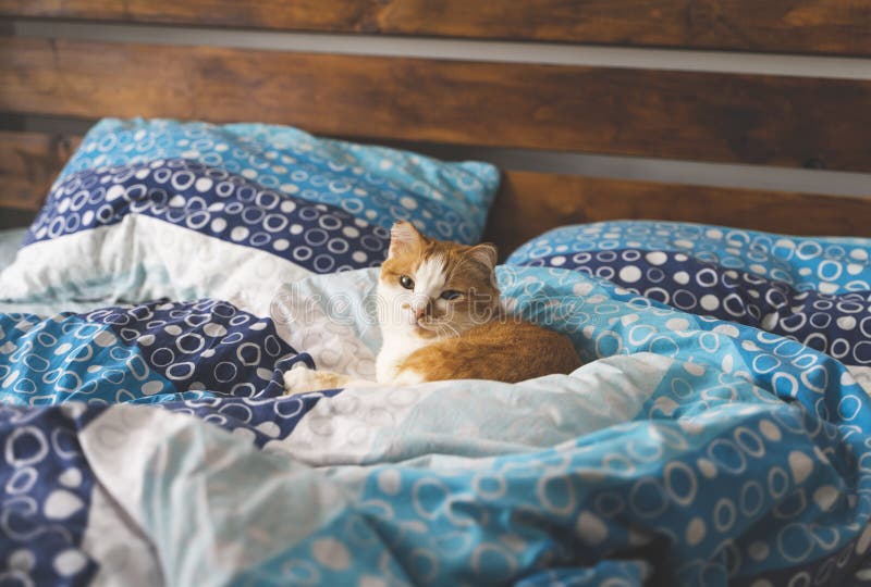 Cute Orange and White Cat Lying on the Bed Stock Image Image of lying