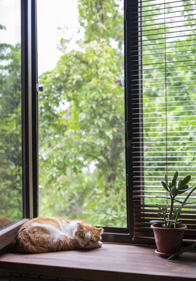 Cute Orange and White Cat Sleeping on Window Sill Stock Image Image
