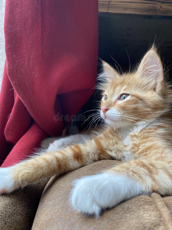 Cute Orange and White Tabby Kitten in His Comfortable Spot. Stock Image Image of spot, sofa