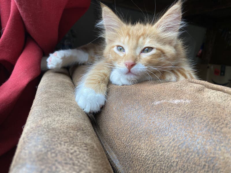 orange tabby kitten pic orange tabby kitten pic