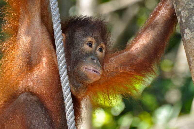 Cute Orangutan Baby stock image