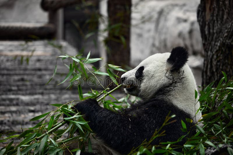 Cute Panda Eating Bamboo Stems at Zoo. Giant Panda Eats the Green Shoots of  Bamboo Stock Photo - Image of nature, chinese: 196893536