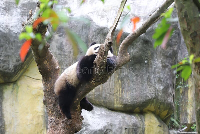 719 Cute Panda Love Photos Free Royalty Free Stock Photos From Dreamstime 719 Cute Panda Love Photos Free Royalty Free Stock Photos From Dreamstime