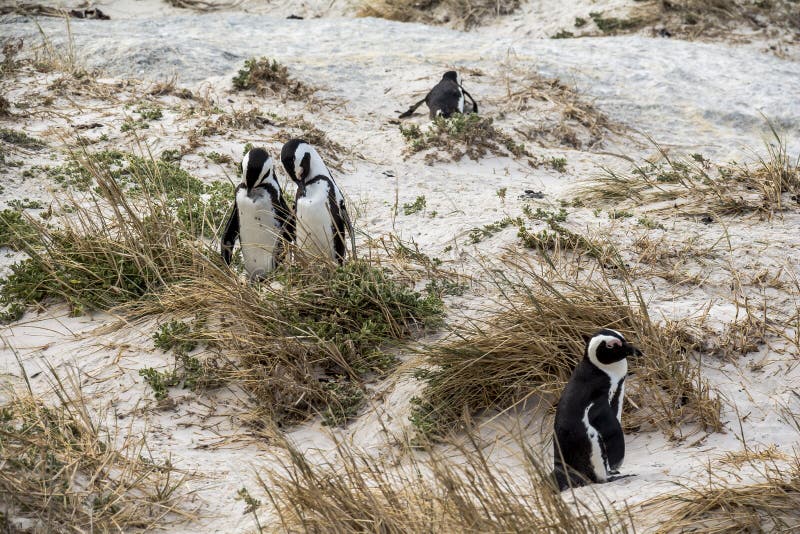 Cute penguins together on Boulders beach, Cape Town royalty free stock image Cute penguins together on Boulders beach, Cape Town royalty free stock image
