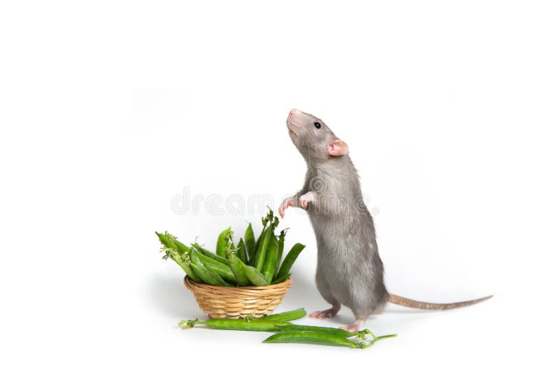 A cute Dumbo rat is standing on its hind legs on a white isolated background. Basket with green peas. Cute pet. The symbol of 2020