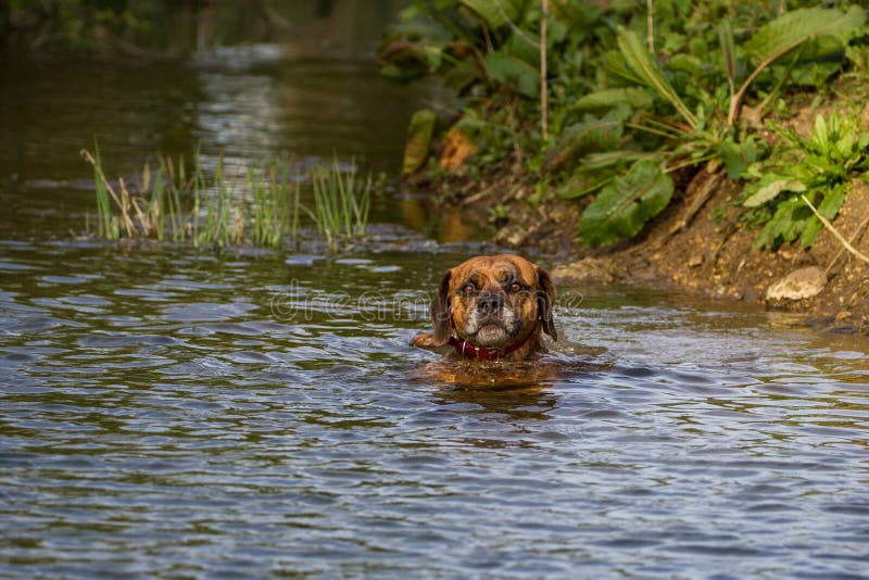 Cute Pet Dog Swimming in River Stock Photo Image of beaffie, bark