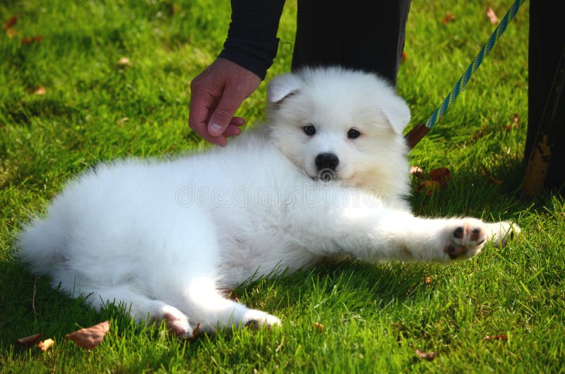 A cute pet dog, a white Japanese spitz puppy, on the street on a sunny summer day
