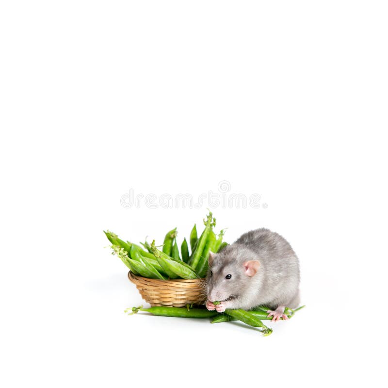 A cute Dumbo rat on a white background isolated eating green peas. Cute pet. The symbol of 2020. A cute Dumbo rat on a white background isolated eating green peas. Cute pet. The symbol of 2020