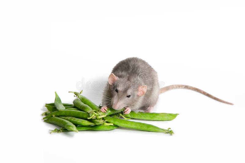 A cute Dumbo rat on a white background isolated eating green peas. Cute pet. The symbol of 2020. A cute Dumbo rat on a white background isolated eating green peas. Cute pet. The symbol of 2020