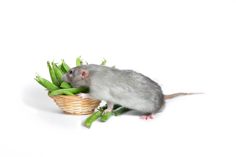 A cute Dumbo rat on a white background isolated eating green peas. Cute pet. The symbol of 2020. A cute Dumbo rat on a white background isolated eating green peas. Cute pet. The symbol of 2020