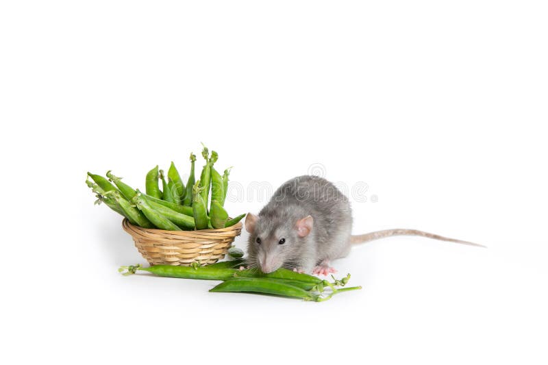 A cute Dumbo rat on a white background isolated eating green peas. Cute pet. The symbol of 2020. Chinese New Year. A cute Dumbo rat on a white background isolated eating green peas. Cute pet. The symbol of 2020. Chinese New Year