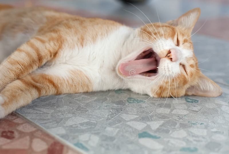 Cat cute pet kitten yawning