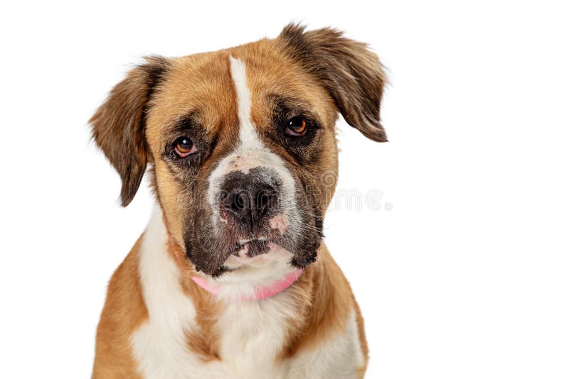 Cute Pet Mongrel Dog Closeup Headshot Isolated Stock Image - Image of ...