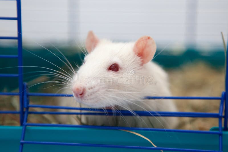 Cute pet rat stock photo. Image of albino, wire, whisker 67210458