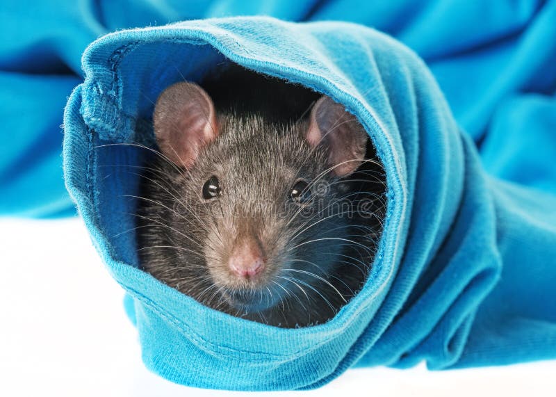 Cute pet rat stock photo. Image of isolation, mammal 81704394