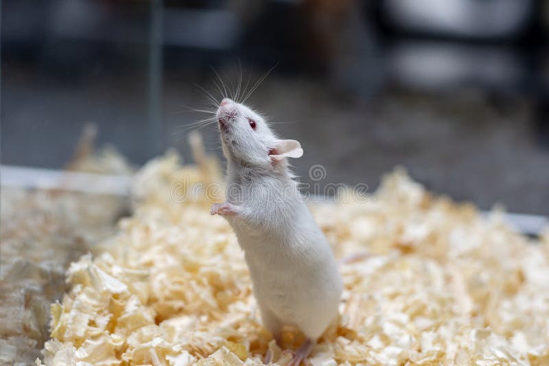 Cute Pet a White Mouse with Red Eyes Stands on Two Legs Stock Photo