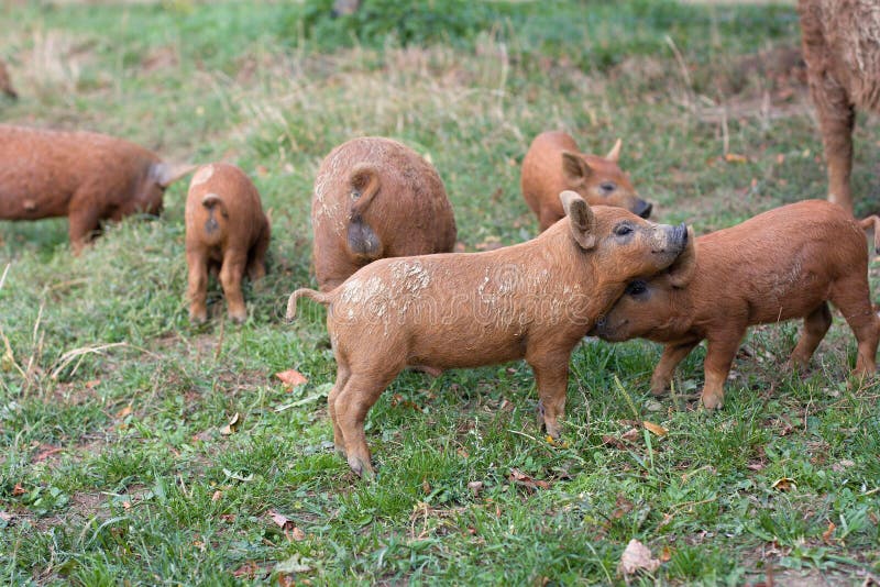 Cute pig stock photo. Image of pork, harmony, friendship - 59714510
