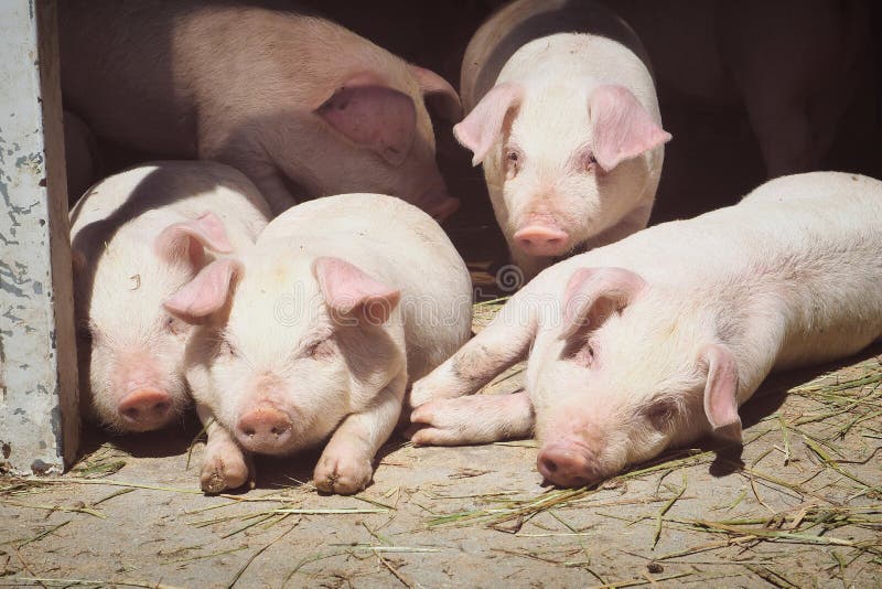 These cute pigs seem to need a nap.